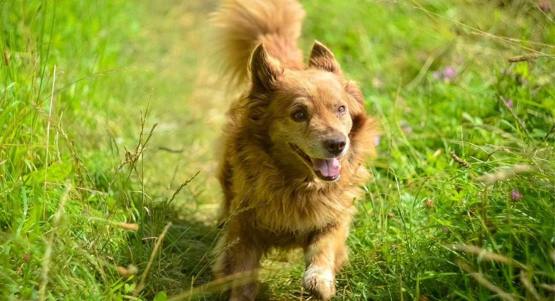 Consejos para cuidar a tu mascota este verano