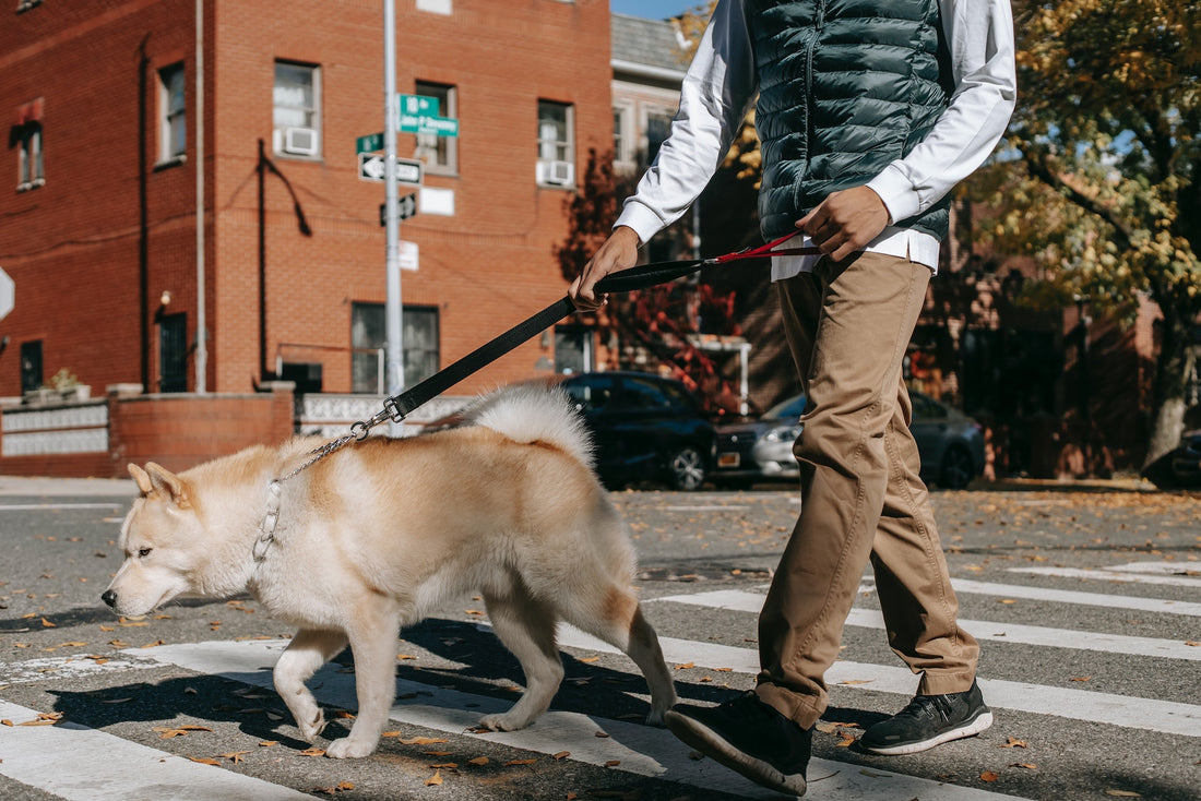 golpe de calor en los perros