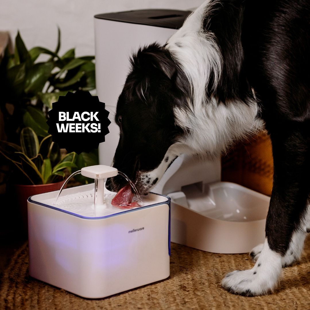 Mascotas Black Friday